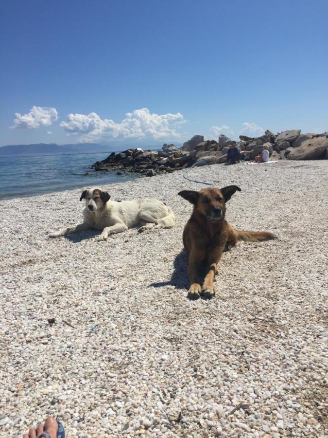 Zoumperi Cute And Cozy Close To Airport And Rafina Apartment Nea Makri